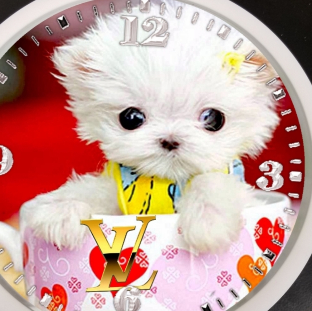 Cute pooch in a cup